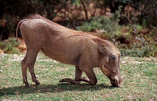 荒芜,疣猪,克鲁格国家公园,南非,非洲