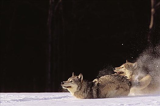 阿拉斯加,灰狼,奔跑,深,冬天,雪