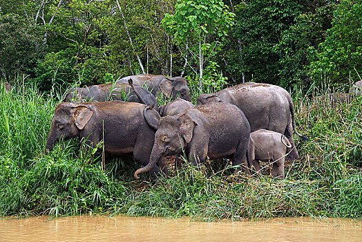 婆罗洲,俾格米人,大象,象属,牧群,河,雨林,沙巴,马来西亚,亚洲