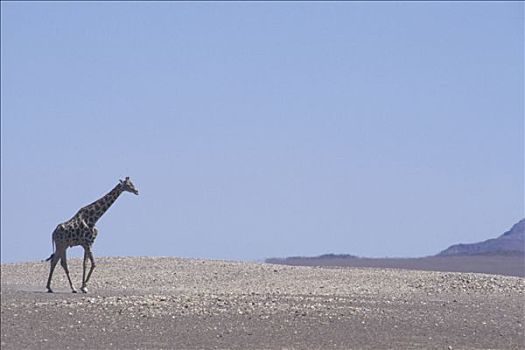 纳米比亚,卡奥科兰,长颈鹿,荒芜