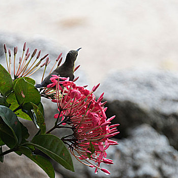 鸟,栖息,开花植物,苏梅岛,苏拉塔尼,省,泰国