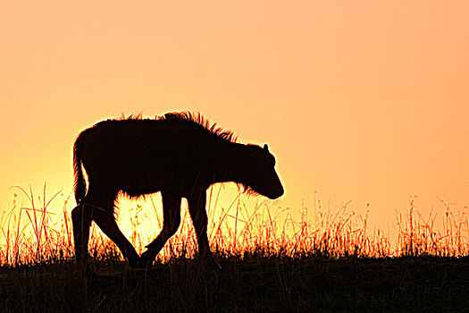 非洲水牛,幼兽,日出,肯尼亚,东非