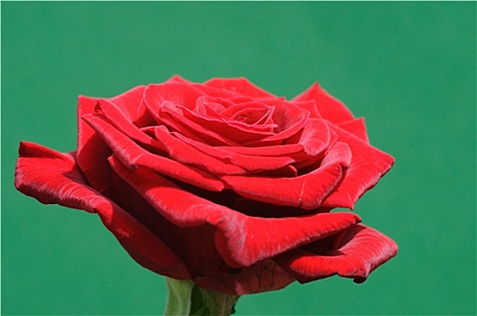 红玫瑰,绿色背景