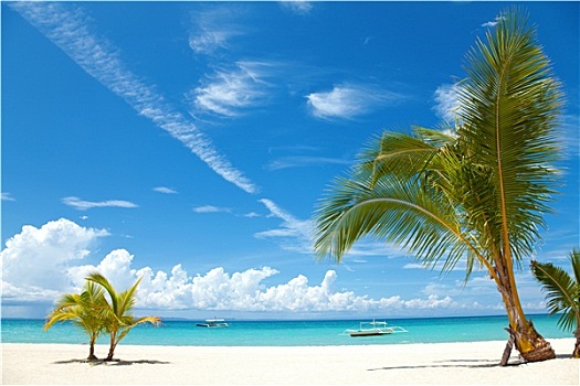 棕榈树,热带沙滩