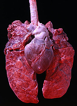 心脏,肺,房子,猪,中心,健壮,器官,血液循环,血,低,氧,脉络,上方,富足