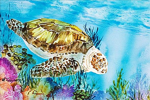 礁石,绿海龟,游泳,海洋,水彩