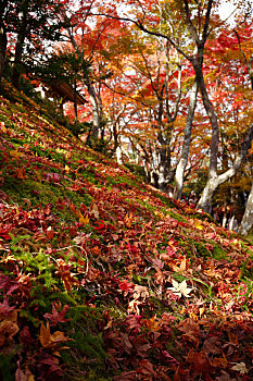 日本京都岚山常寂光寺