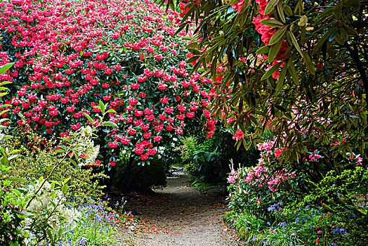 小路,盛开,杜鹃属植物,桫椤,花园,康沃尔,英格兰,英国