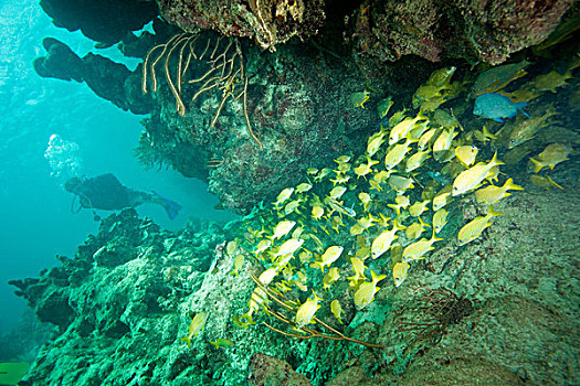 潜水,鱼群,鲷鱼,维京果岛,岛屿,英属维京群岛,加勒比