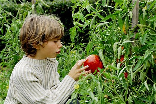 法国,孩子,收集,西红柿