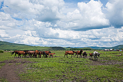 内蒙古呼伦贝尔额尔古纳恩和镇河畔的马群