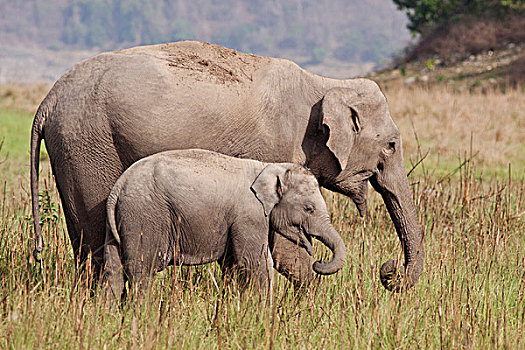 印度,亚洲象,幼兽,一个,国家公园
