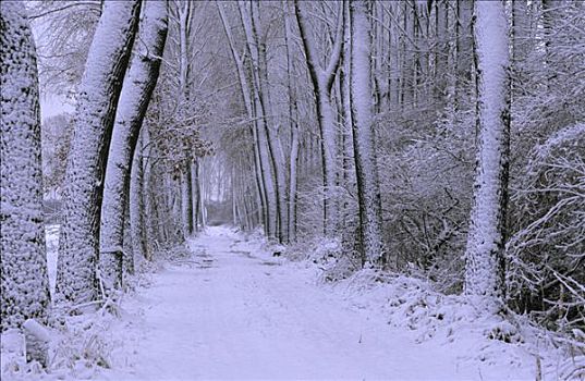 积雪,小路,树林,荷兰
