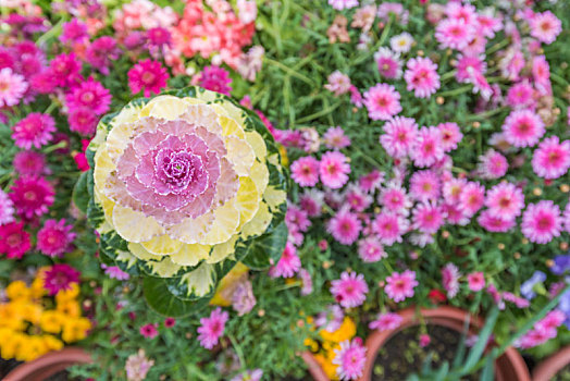 公园里,蓝花,特写