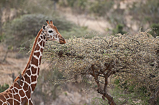 网纹长颈鹿,长颈鹿,浏览,刺槐,开花,荒野,肯尼亚