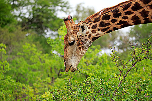 南方长颈鹿,长颈鹿,成年,吃,动物,喂食,克鲁格国家公园,南非,非洲