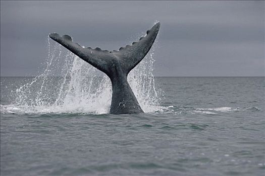 南露脊鲸,尾部,瓦尔德斯半岛,阿根廷
