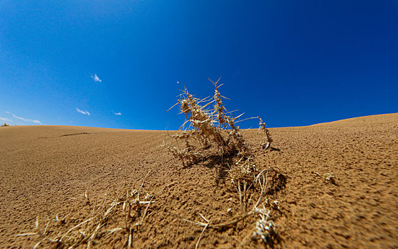 沙漠中的枯草