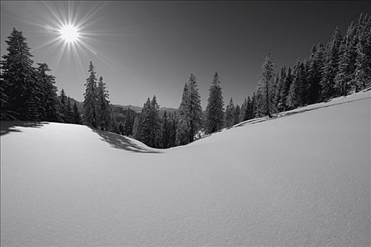 冬日树林,山脉,逆光,黑白,巴伐利亚,德国,欧洲