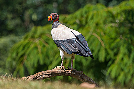 王鹫,哥斯达黎加,中美洲