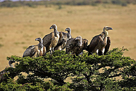 非洲,白色,后背,秃鹰,白背秃鹫,群,站立,树,马赛马拉,公园,肯尼亚