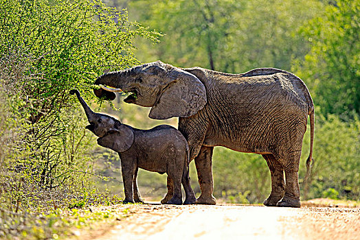 非洲象,大象,母牛,小动物,喂食,灌木,觅食,克鲁格国家公园,南非,非洲