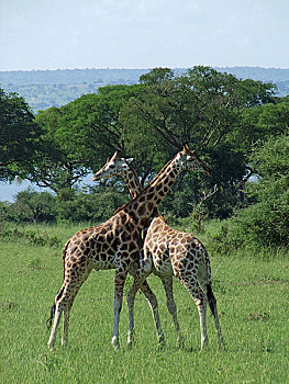 长颈鹿,争斗,乌干达