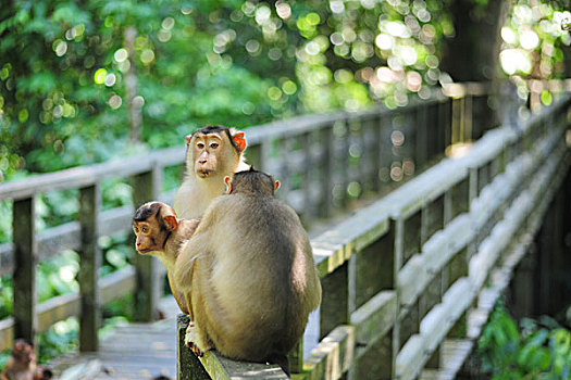 malaysia,borneo,sepilok,southern,pig-tailed,macaque,macaca,nemestrina,adult,female,with,baby,in,primary,rainforest,lousing