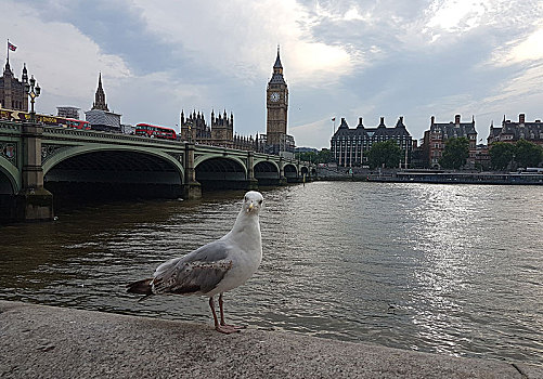 威斯敏斯特桥,议会大厦,海鸥