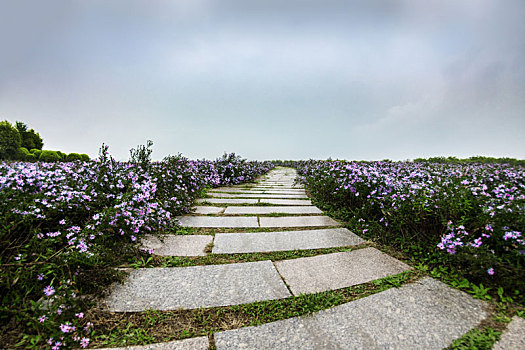 花田的石板路