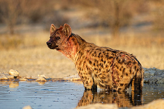 受伤,斑鬣狗,水坑,卡拉哈迪大羚羊国家公园,南非,非洲