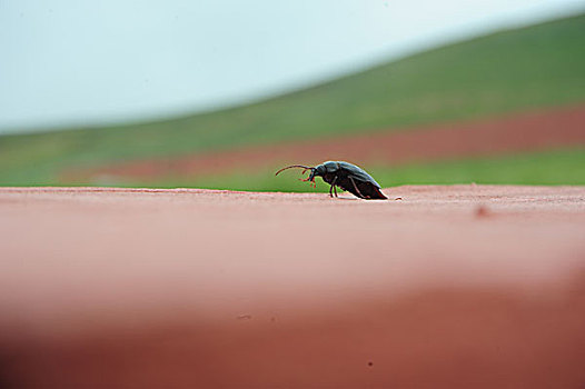 甲壳虫,昆虫,生物