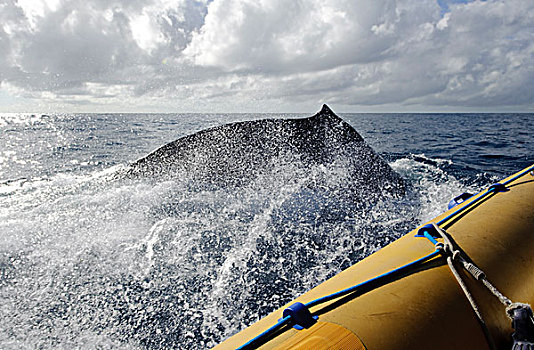 驼背鲸,大翅鲸属,鲸鱼,平面,靠近,研究,船,南方,巴伊亚,巴西