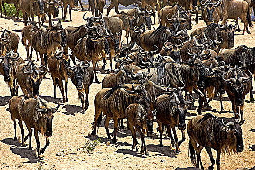 蓝角马,角马,牧群,迁徙,马赛马拉,公园,肯尼亚