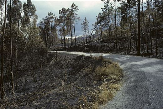 森林火灾,加利西亚,西班牙