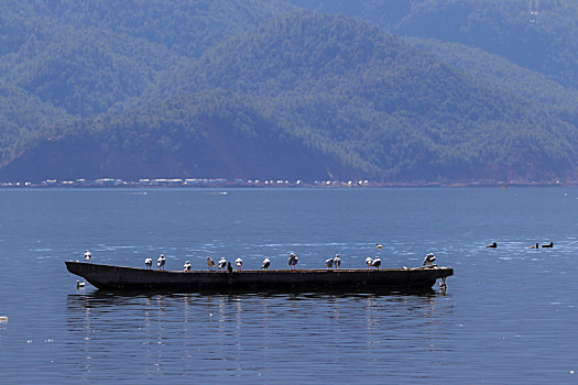 湖面,孤舟,海鸥