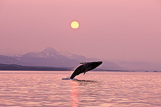 驼背鲸,日落,满月,奇尔卡特山脉,背景,东南阿拉斯加,夏天