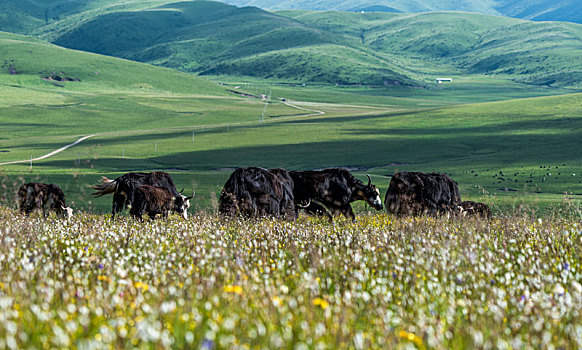 夏天的川西高原,牛羊满山坡