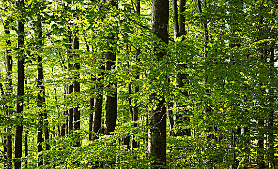 山毛榉树,树林,靠近,黑森林,德国