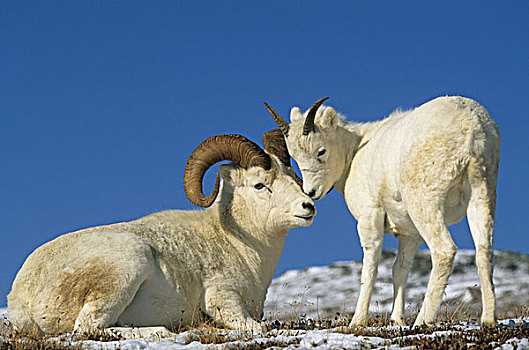 野大白羊,绵羊,不成熟,站立,接触,鼻子,蓝天,德纳里峰国家公园,阿拉斯加,美国