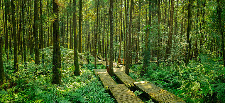 森林里给登山人安全行走的木栈道