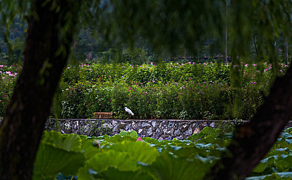 荷塘,荷花,柳树,白鹭,天空,云,农村,荷叶,莲花,藕,莲子,蜻蜓,特写,素材,质感,细腻,纹理,线条