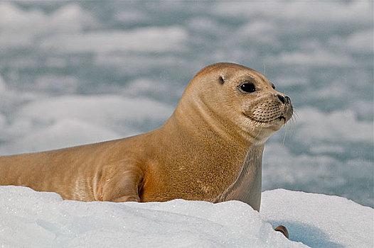 斑海豹,休息,浮冰,靠近,惊讶,冰河,峡湾,威廉王子湾,阿拉斯加,夏天
