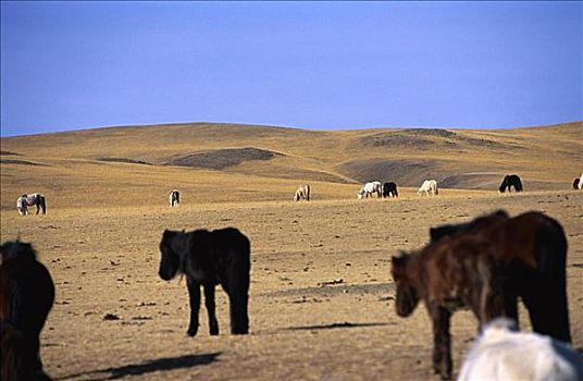马,风景,后杭爱省,省,蒙古