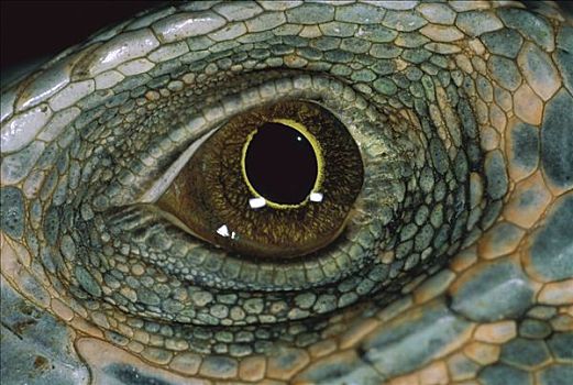 绿鬣蜥,特写,眼,科罗拉多岛,巴拿马