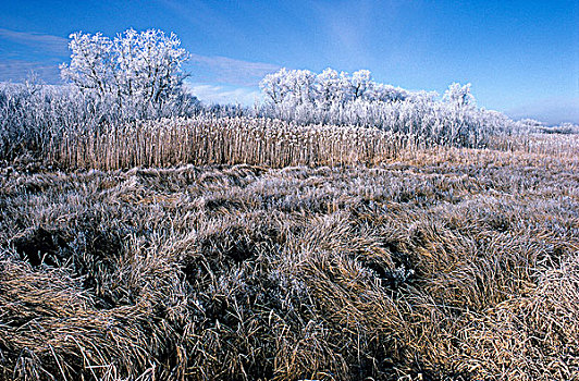 白霜,湿地,橡树,吊床,曼尼托巴,加拿大