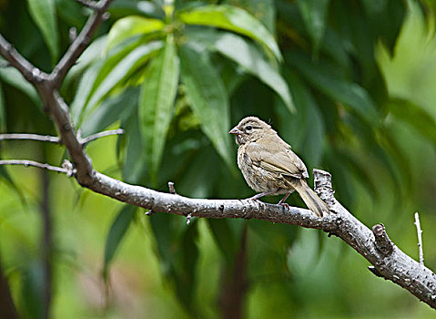 雌性,哥斯达黎加,中美洲