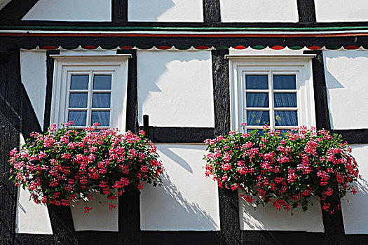粉色,花,窗台花箱,德国
