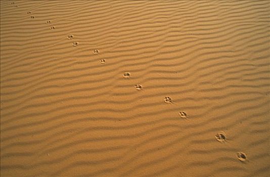 动物脚印,沙子,奥巴里,利比亚