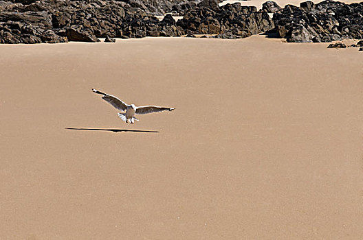海鸥,翼,海滩